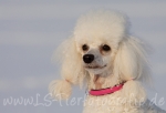 15 Prinzessin Lillifee